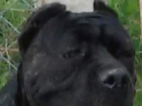 cane corso head